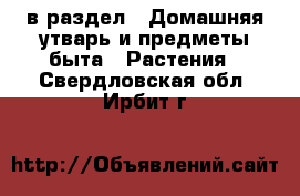  в раздел : Домашняя утварь и предметы быта » Растения . Свердловская обл.,Ирбит г.